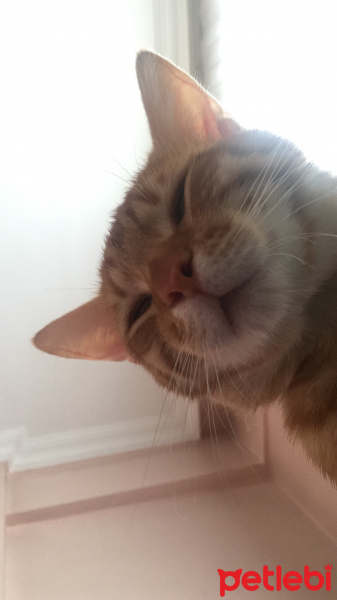 Tekir Kedi, Kedi  Pati fotoğrafı