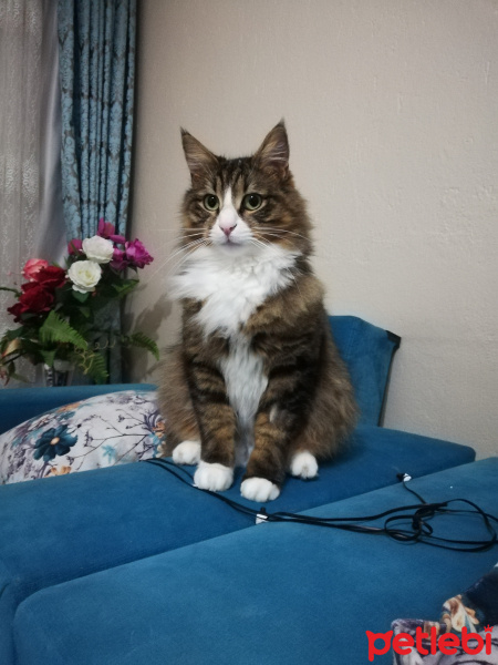 Norwegian Forest, Kedi  Puffy fotoğrafı