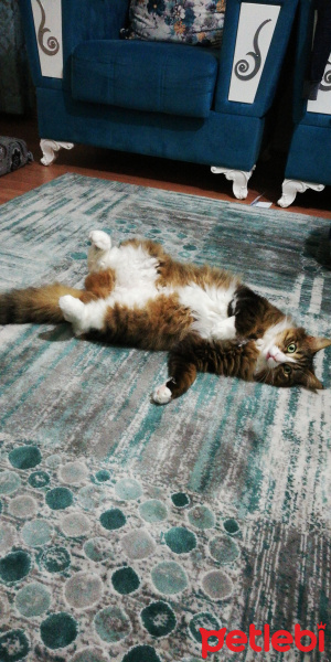 Norwegian Forest, Kedi  Puffy fotoğrafı