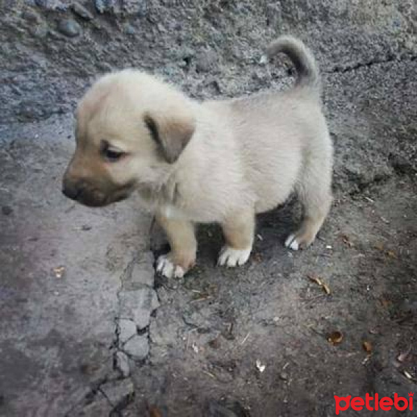Kangal, Köpek  Paşa fotoğrafı