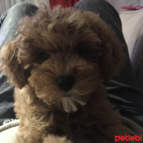 Poodle (Minyatür Kaniş), Köpek  Puppy fotoğrafı