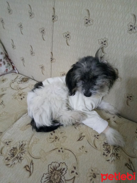 Maltese, Köpek  Casper fotoğrafı