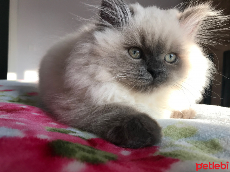 Ragdoll, Kedi  Pafy fotoğrafı