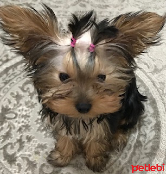Yorkshire Terrier, Köpek  Maya fotoğrafı