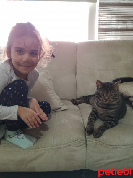Tekir Kedi, Kedi  Bıyıkefendi fotoğrafı