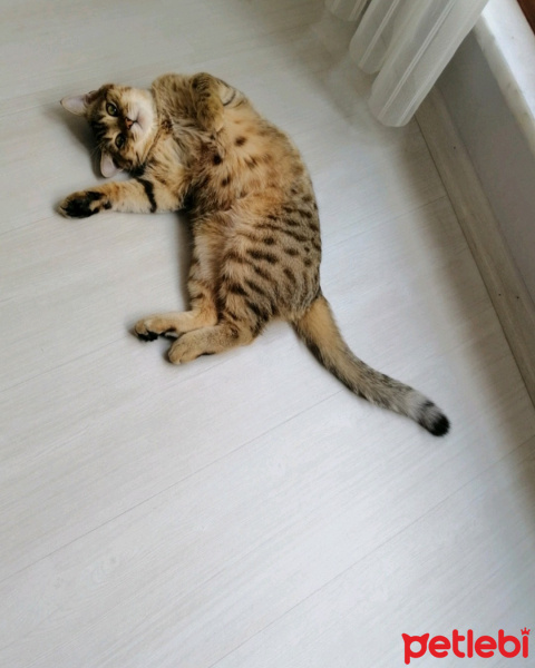 Tekir Kedi, Kedi  Joker üstün fotoğrafı