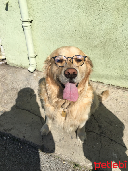 Golden Retriever, Köpek  Paşha fotoğrafı