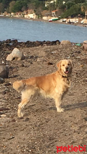 Golden Retriever, Köpek  Paşha fotoğrafı