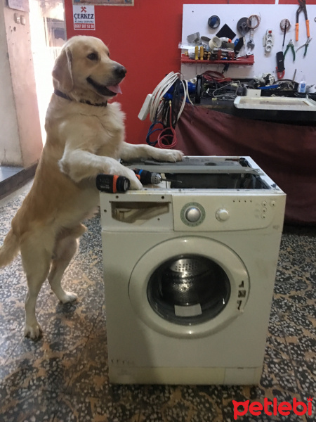 Golden Retriever, Köpek  Paşha fotoğrafı
