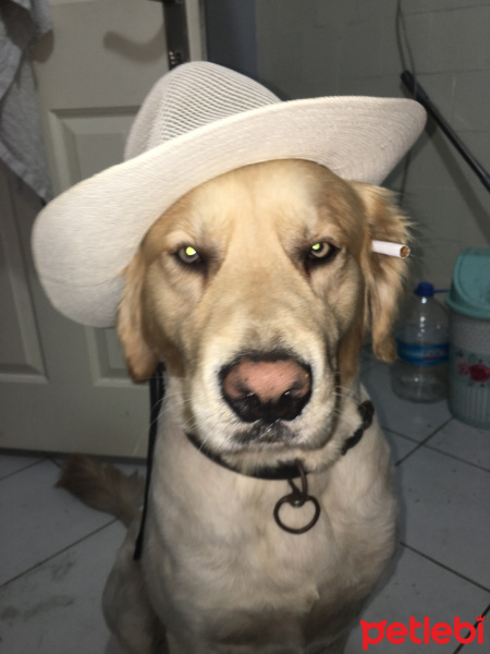 Golden Retriever, Köpek  Paşha fotoğrafı