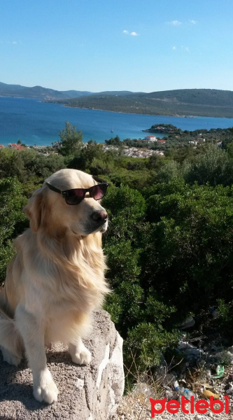 Golden Retriever, Köpek  Paşha fotoğrafı