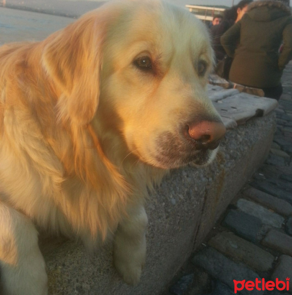 Golden Retriever, Köpek  Paşha fotoğrafı