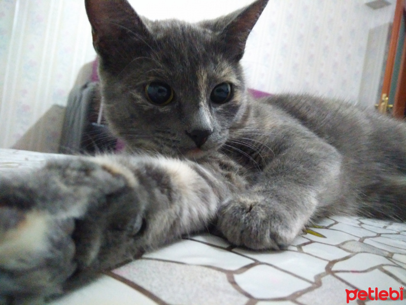 Tekir Kedi, Kedi  Fıstık fotoğrafı