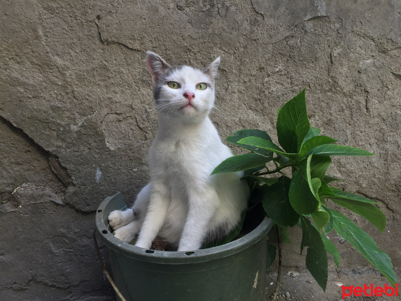Tekir Kedi, Kedi  Ayran fotoğrafı