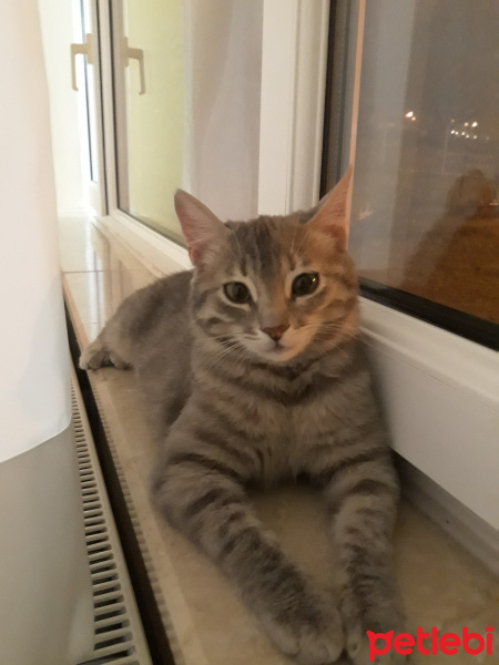 Tekir Kedi, Kedi  Mırmır fotoğrafı