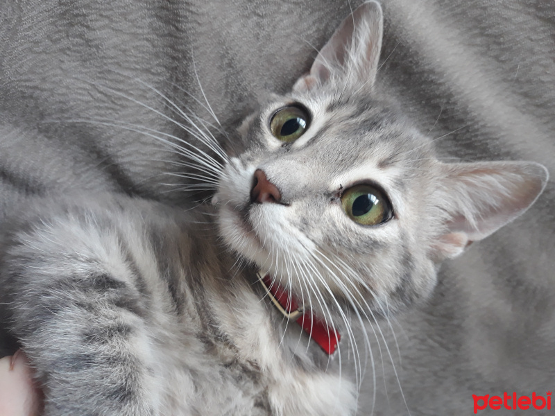 Tekir Kedi, Kedi  Mırmır fotoğrafı