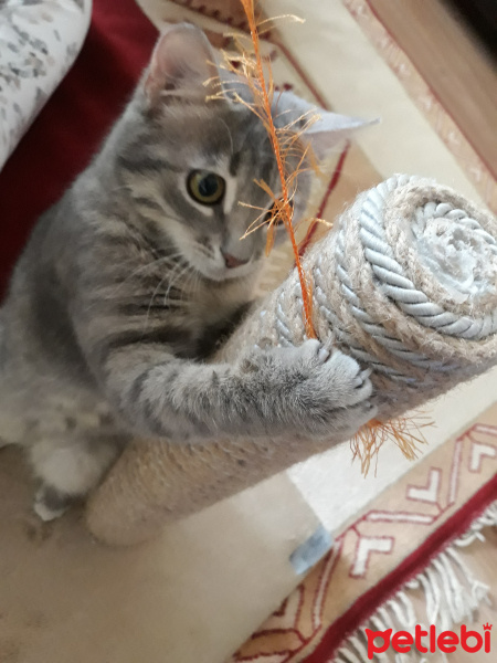 Tekir Kedi, Kedi  Mırmır fotoğrafı