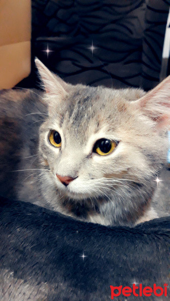 Tekir Kedi, Kedi  Mırmır fotoğrafı