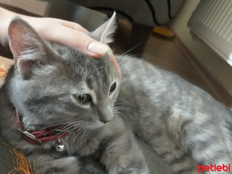 Tekir Kedi, Kedi  Mırmır fotoğrafı