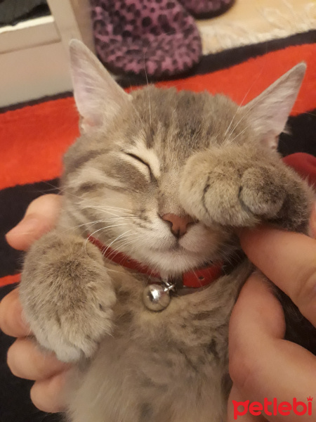 Tekir Kedi, Kedi  Mırmır fotoğrafı