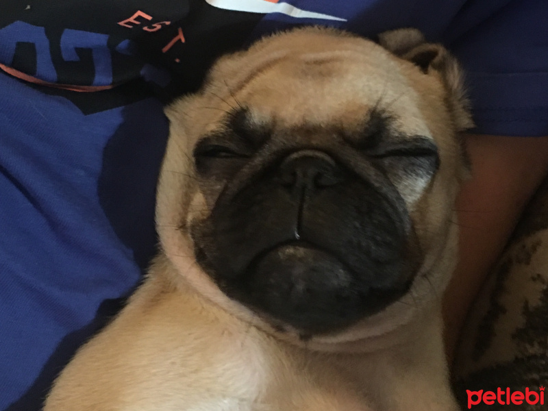 Pug, Köpek  Rocky fotoğrafı