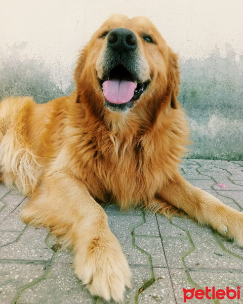 Golden Retriever, Köpek  Toprak fotoğrafı