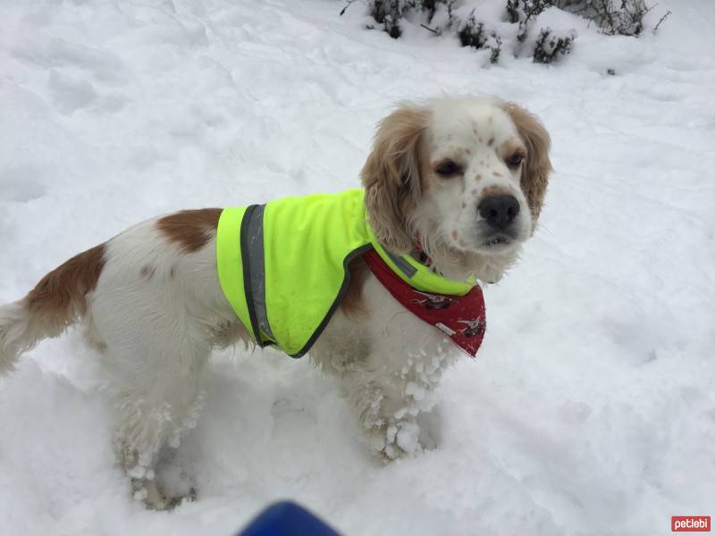 King Charles Spaniel, Köpek  Dharma fotoğrafı
