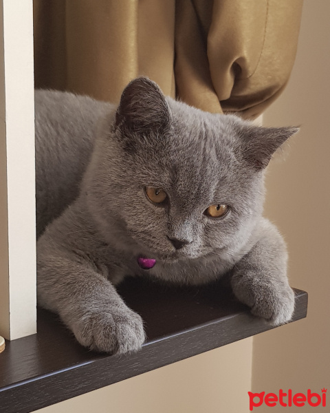 British Shorthair, Kedi  paşa fotoğrafı