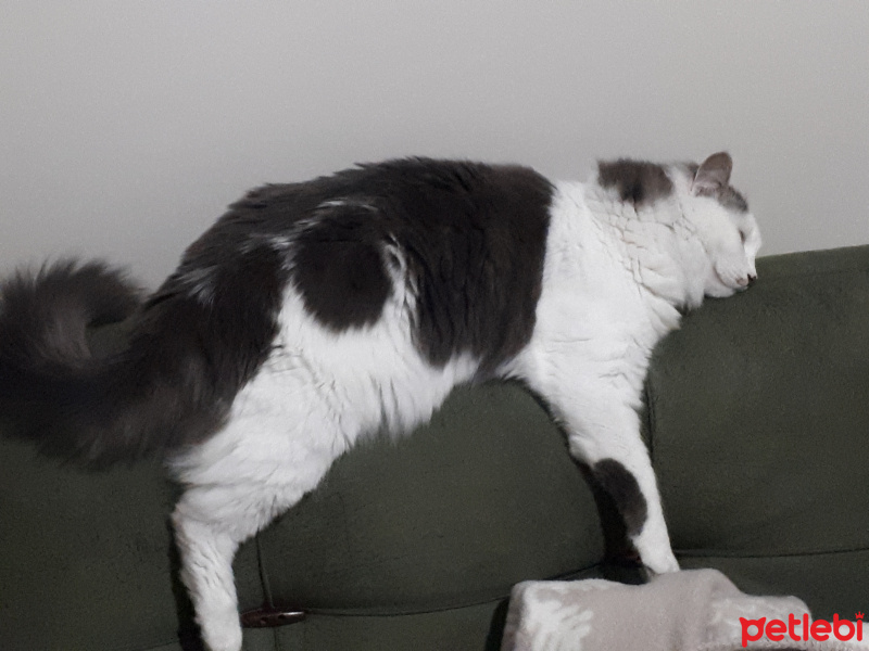 Tekir Kedi, Kedi  Mia fotoğrafı