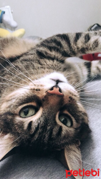 Tekir Kedi, Kedi  Alex fotoğrafı
