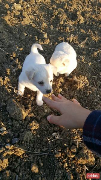 Amerikan Eskimo, Köpek  Lili  fotoğrafı