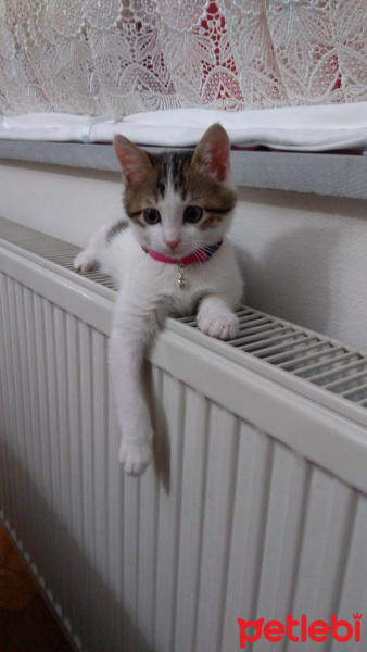 Tekir Kedi, Kedi  Sakiz fotoğrafı