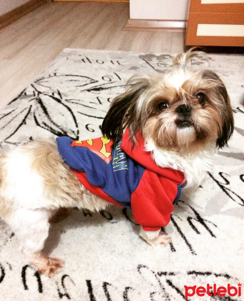 Shih Tzu, Köpek  TARÇIN fotoğrafı