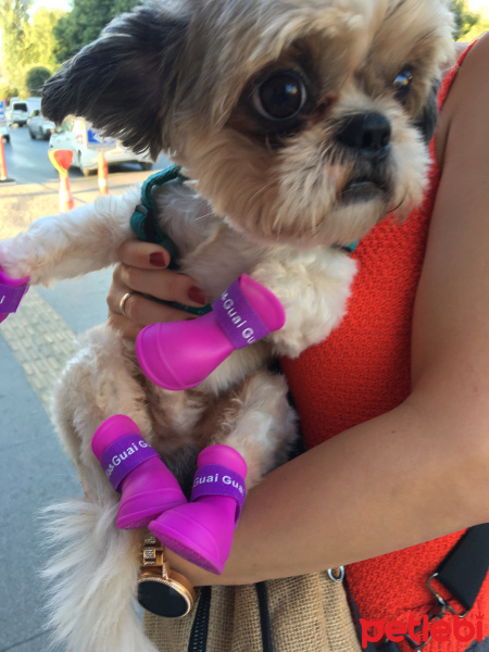 Shih Tzu, Köpek  TARÇIN fotoğrafı