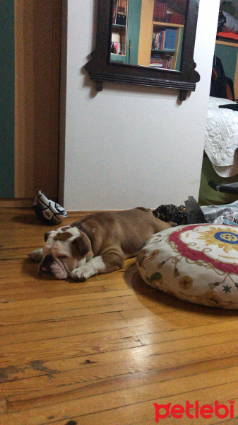 İngiliz Bulldog, Köpek  Odin fotoğrafı