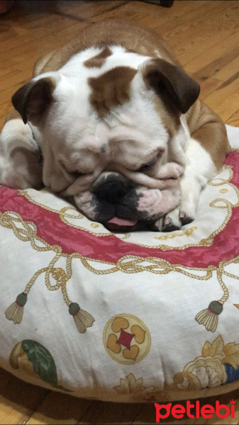 İngiliz Bulldog, Köpek  Odin fotoğrafı