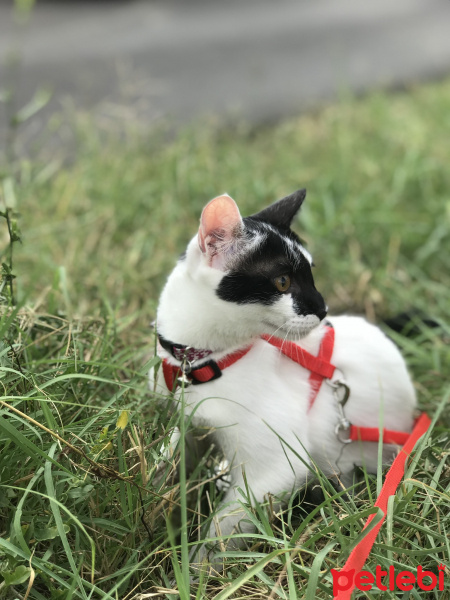 Tuxedo (Smokin) Kedi, Kedi  Şurup fotoğrafı