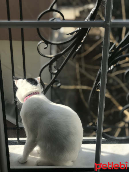 Tuxedo (Smokin) Kedi, Kedi  Şurup fotoğrafı