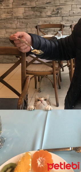 Tuxedo (Smokin) Kedi, Kedi  Şurup fotoğrafı