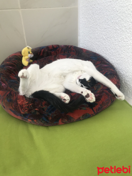 Tuxedo (Smokin) Kedi, Kedi  Şurup fotoğrafı