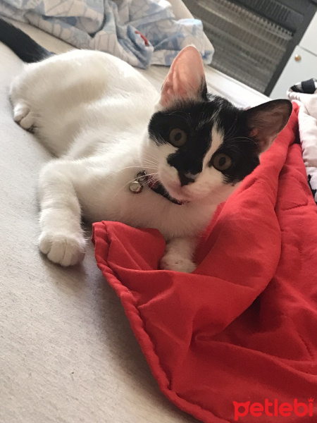 Tuxedo (Smokin) Kedi, Kedi  Şurup fotoğrafı