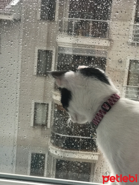 Tuxedo (Smokin) Kedi, Kedi  Şurup fotoğrafı