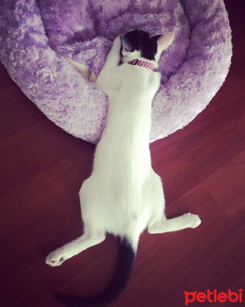 Tuxedo (Smokin) Kedi, Kedi  Şurup fotoğrafı