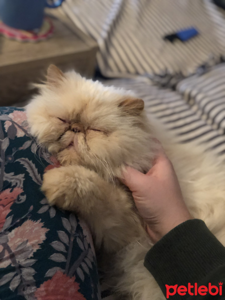 İran Kedisi (Persian), Kedi  Mocha fotoğrafı