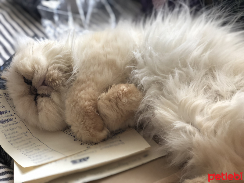 İran Kedisi (Persian), Kedi  Mocha fotoğrafı
