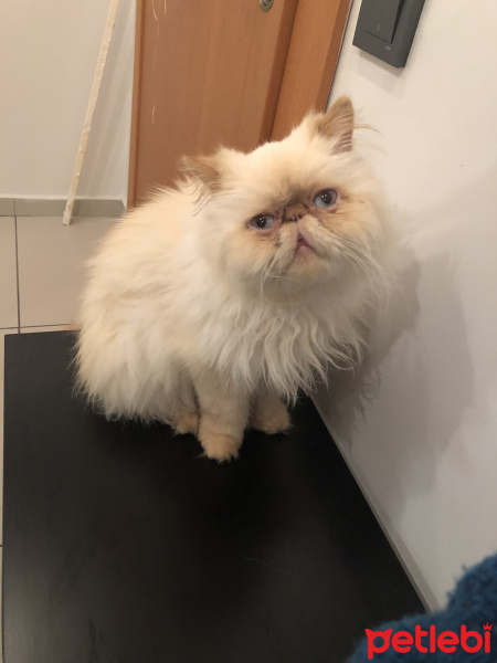 İran Kedisi (Persian), Kedi  Mocha fotoğrafı