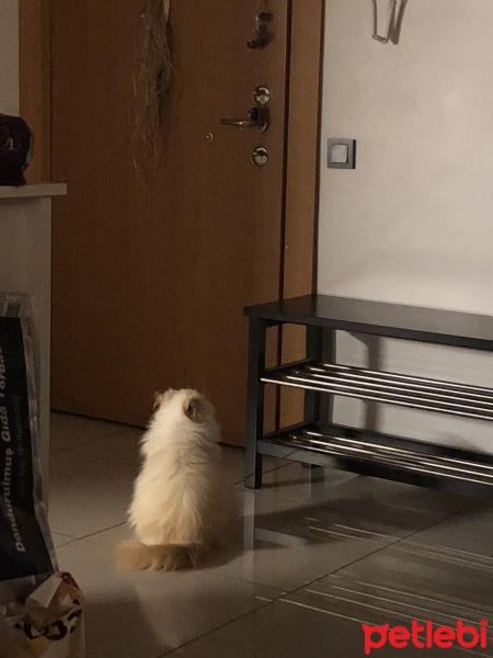 İran Kedisi (Persian), Kedi  Mocha fotoğrafı