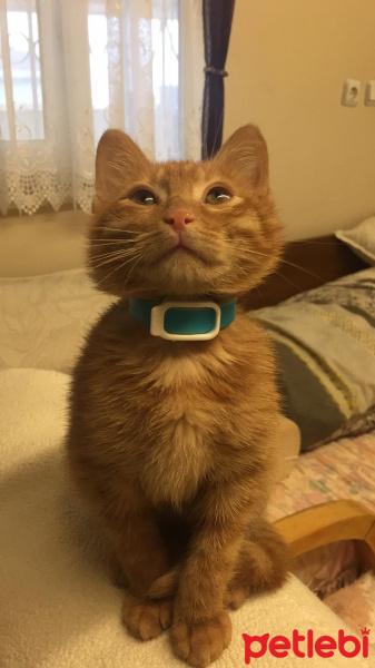 Sarman, Kedi  Çapul fotoğrafı