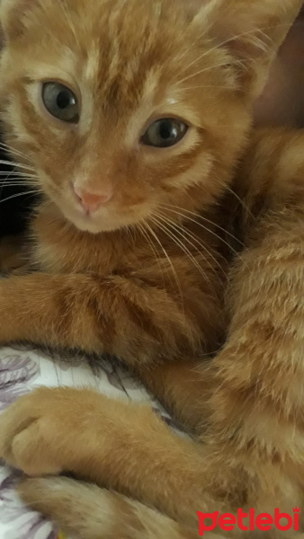 Sarman, Kedi  Çapul fotoğrafı