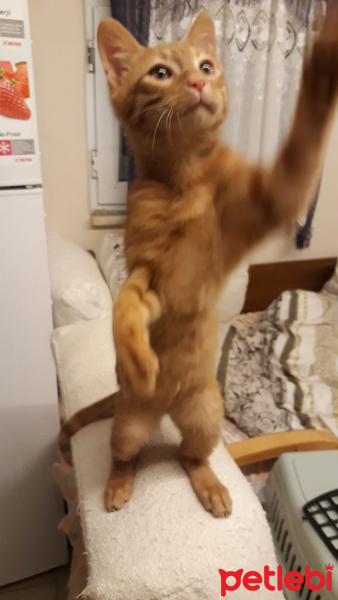 Sarman, Kedi  Çapul fotoğrafı